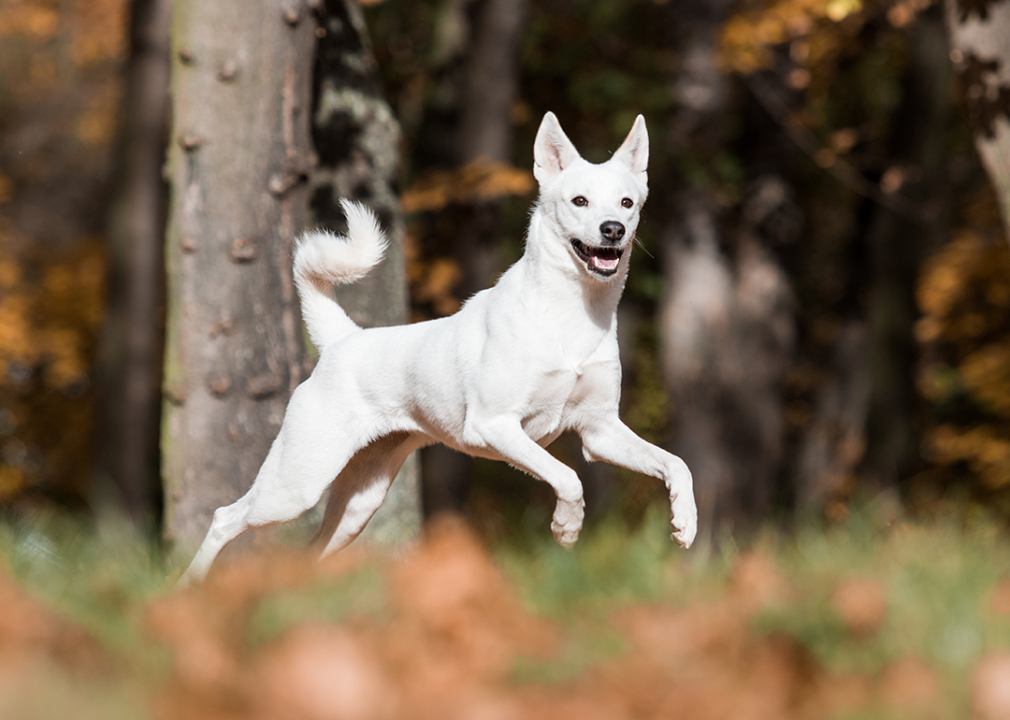 #7. Canaan dog